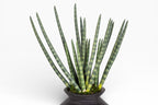 Stanley Vase with Snake Grass Arrangement