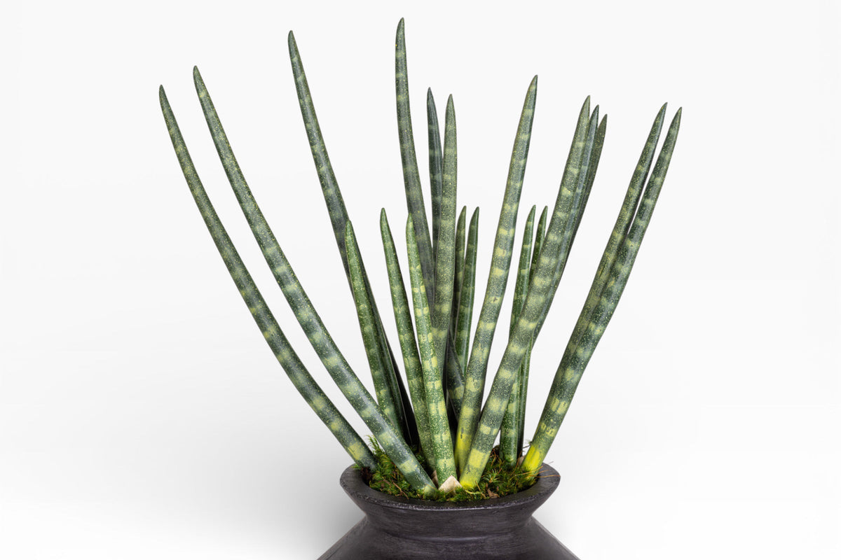 Stanley Vase with Snake Grass Arrangement