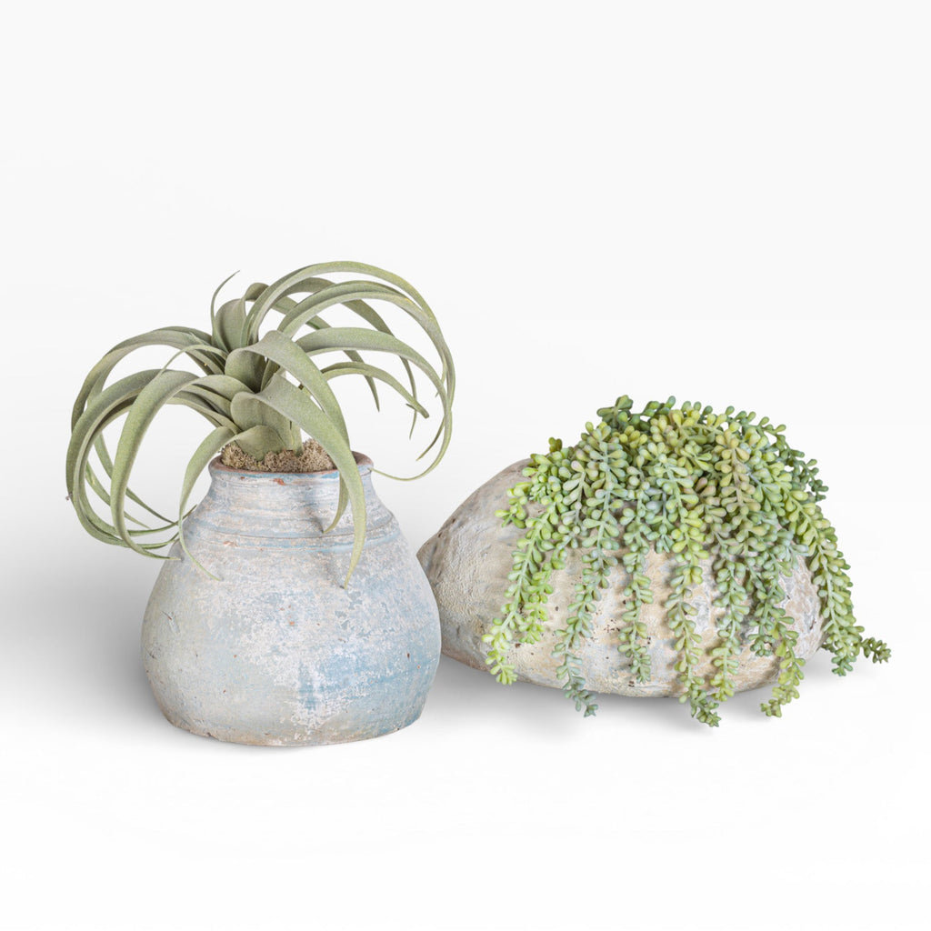 11" Skye Pot with Sedum Arrangement