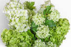 Nyx Pot with Hydrangea Arrangement