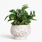 Judy Compote Pot, Antique White