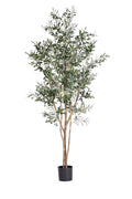7' Olive Tree