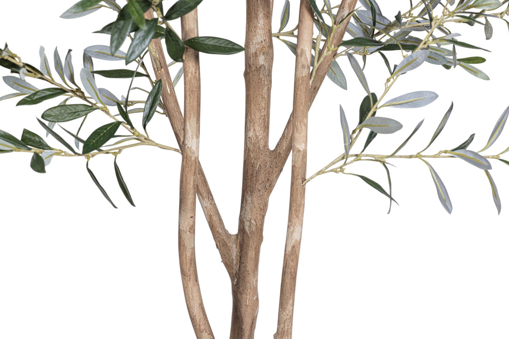 7' Olive Tree