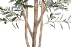 7' Olive Tree