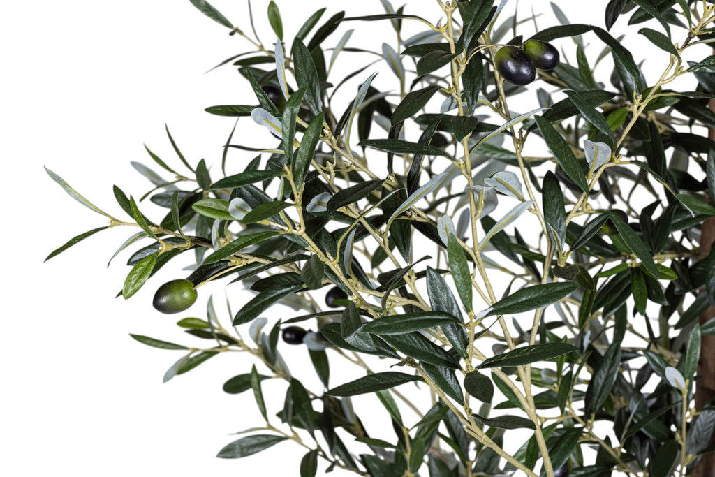 7' Olive Tree