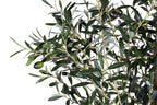 7' Olive Tree