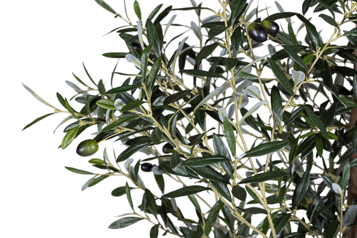 7' Olive Tree