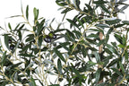 7' Olive Tree