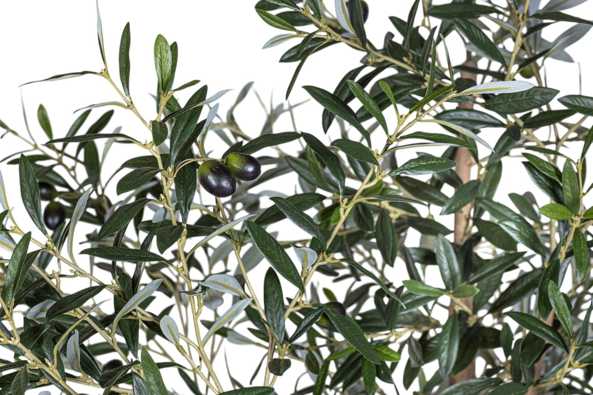7' Olive Tree