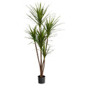 6' Dracaena Magenta Tree - UV Treated