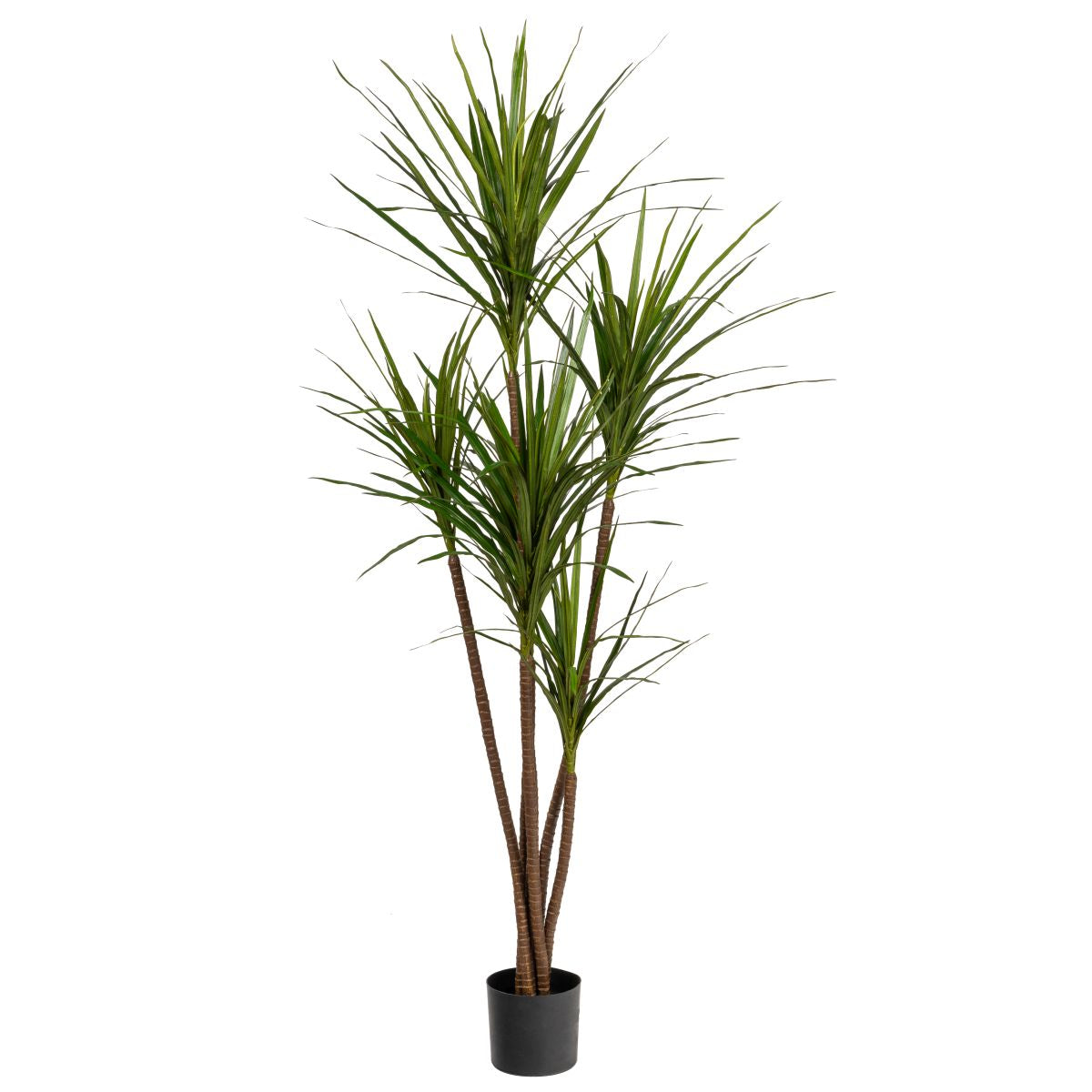 6' Dracaena Magenta Tree - UV Treated