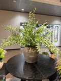 14" Vintage Clay Pot with Italian Ruscus Arrangement