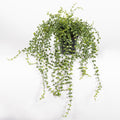 5.5" Turtle Vine Potted Plant