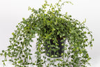 5.5" Turtle Vine Potted Plant