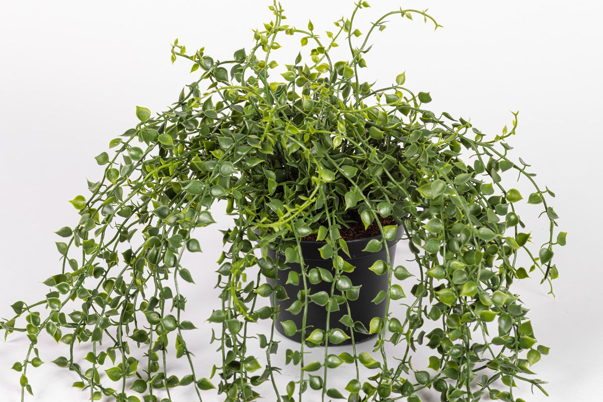 5.5" Turtle Vine Potted Plant