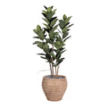 6' Rubber Tree in Terracotta Roma Planter