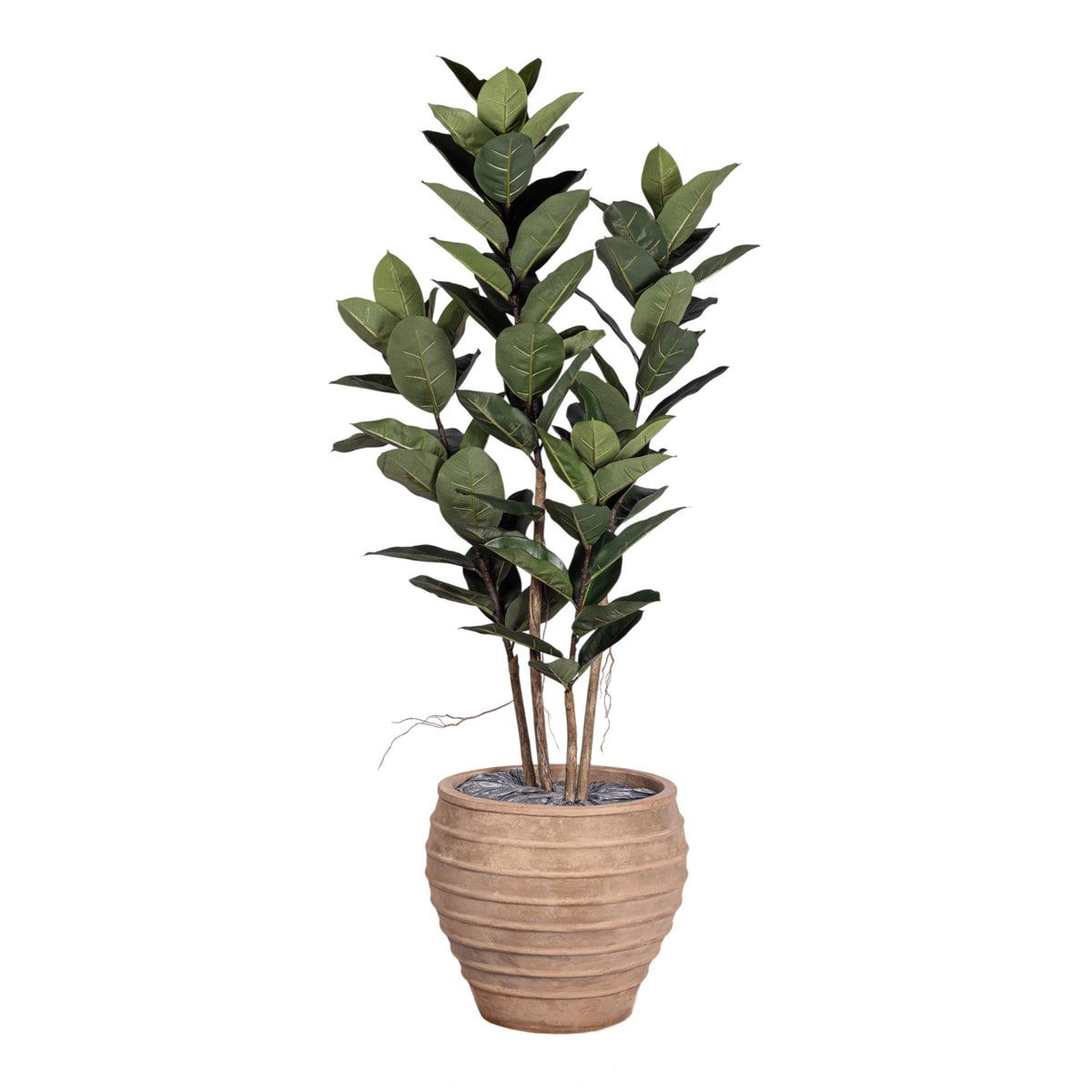 6' Rubber Tree in Terracotta Roma Planter