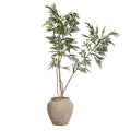 9' Ficus Alii in Linden Planter with Mood Moss