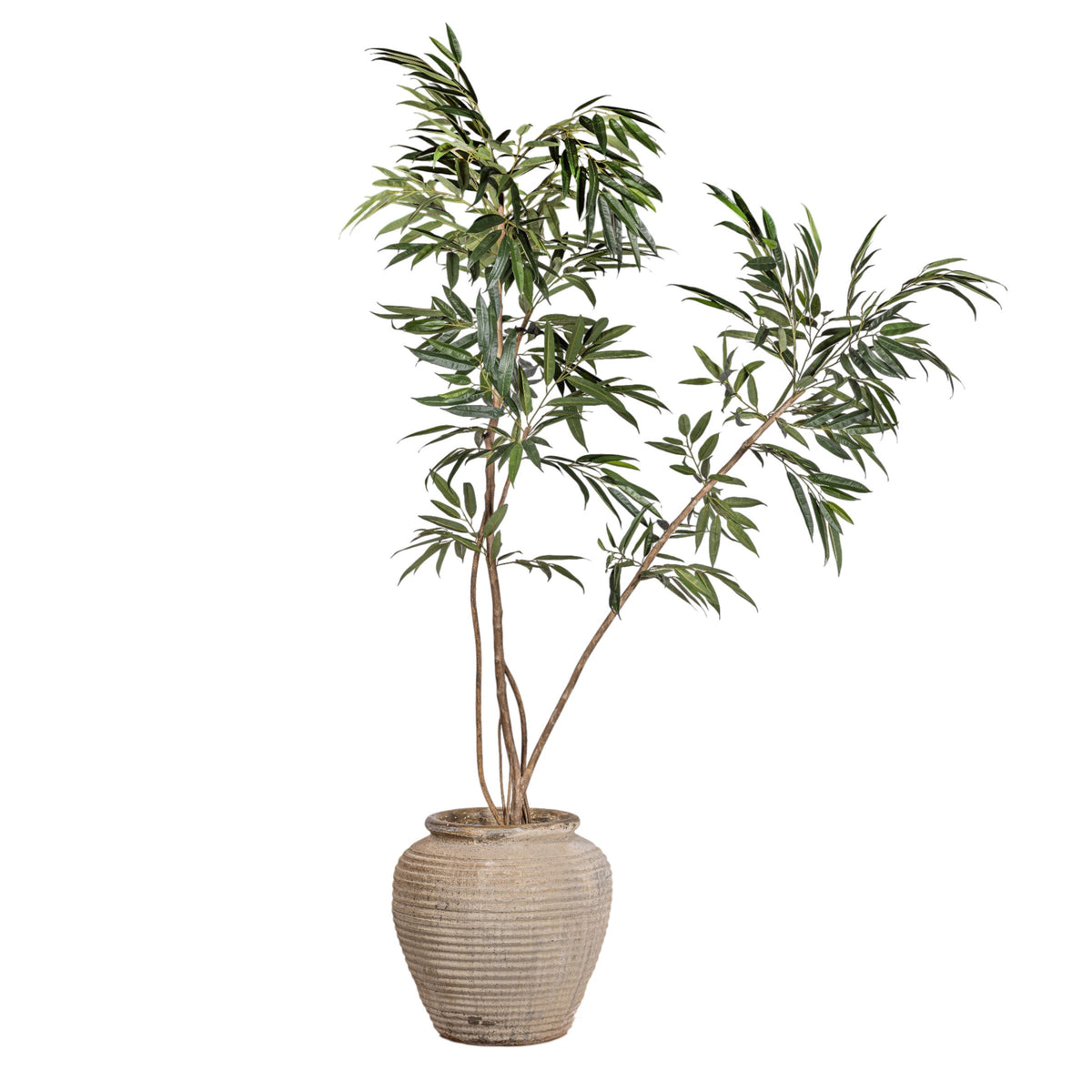 9' Ficus Alii in Linden Planter with Mood Moss